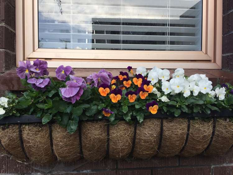 2/36 Koromiko Street New Lynn_6