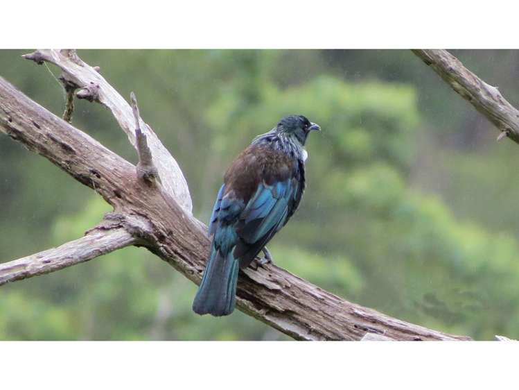 154 Wakamarina Road Havelock_18