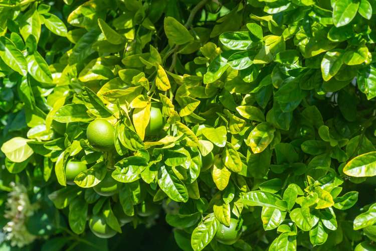 33a Reihana Street Orakei_27