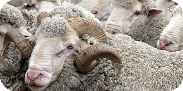 1624 Cardrona Valley Road Cardrona_14