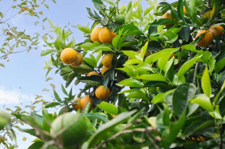 11 Glenfield Road Owhata_10