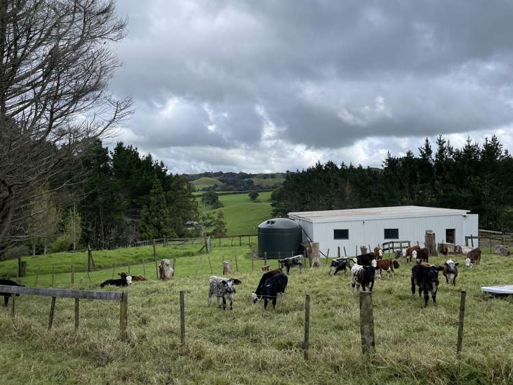 192 Cameron Town Road Pukekohe_16