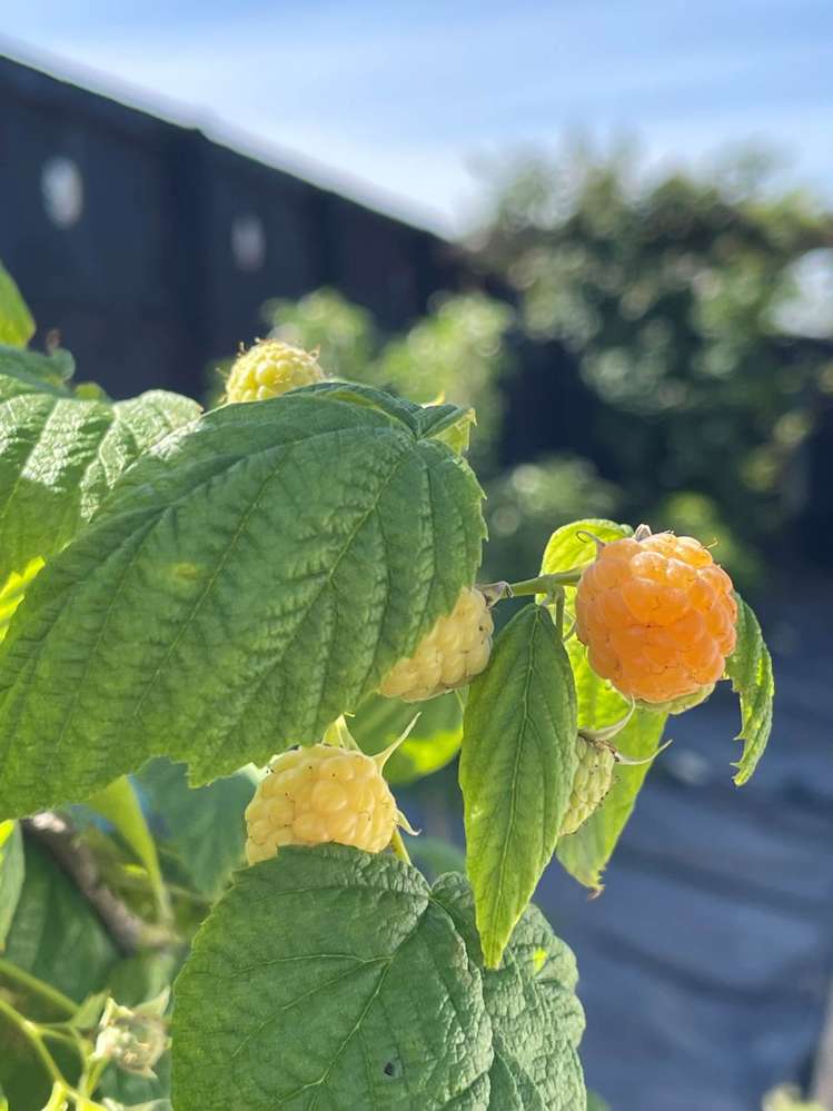 3 Fernbird Avenue Te Kauwhata_15