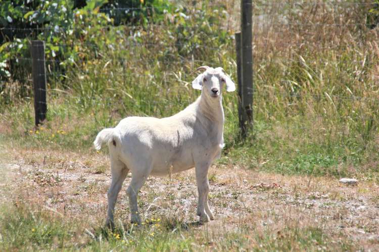 1398 Ramparts Road Manapouri_11