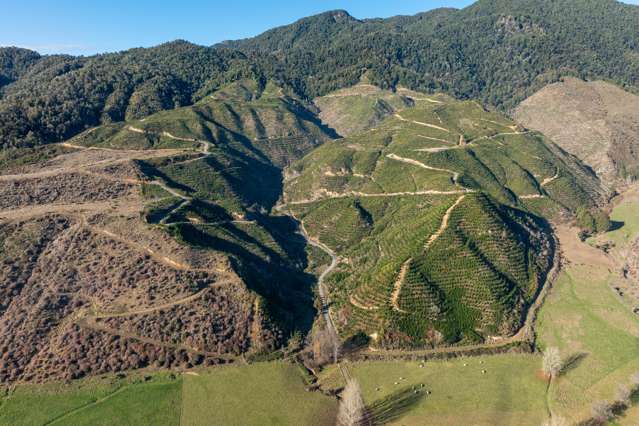 Carbon Forest that Stacks Up