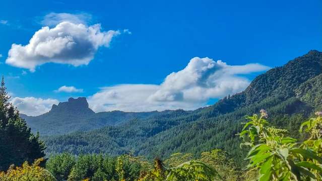 True Coromandel Bush Section