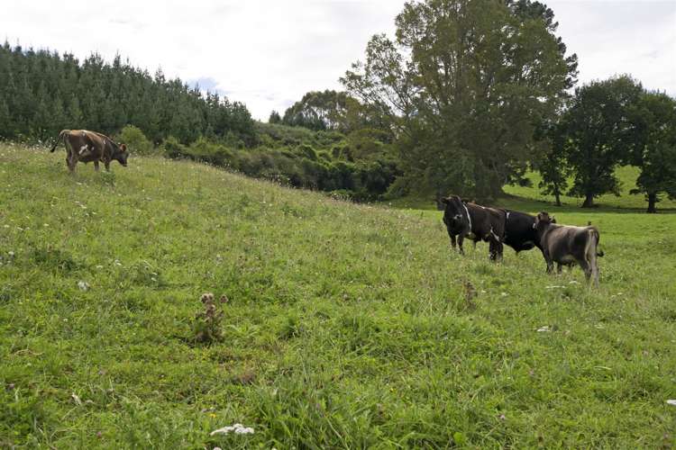 64 Hills Road Rai Valley_27