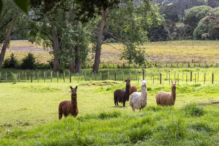 1174 Kahikatea Flat Road Waitoki_49