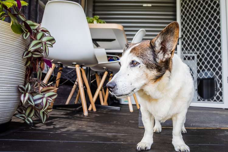 76 Riddell Road Kerikeri_17