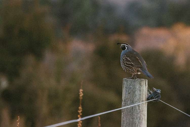 217 Stevenson Road Wanaka_16