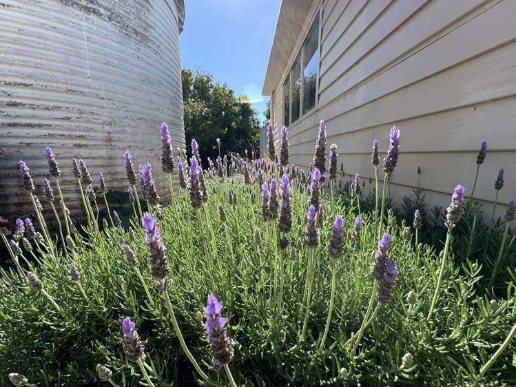 6 Well Street Ruawai_35