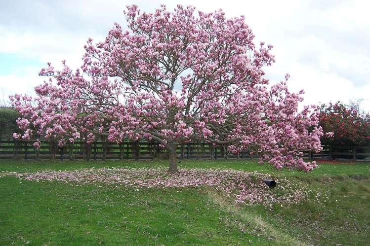 104B Duncan Road Tamahere_30