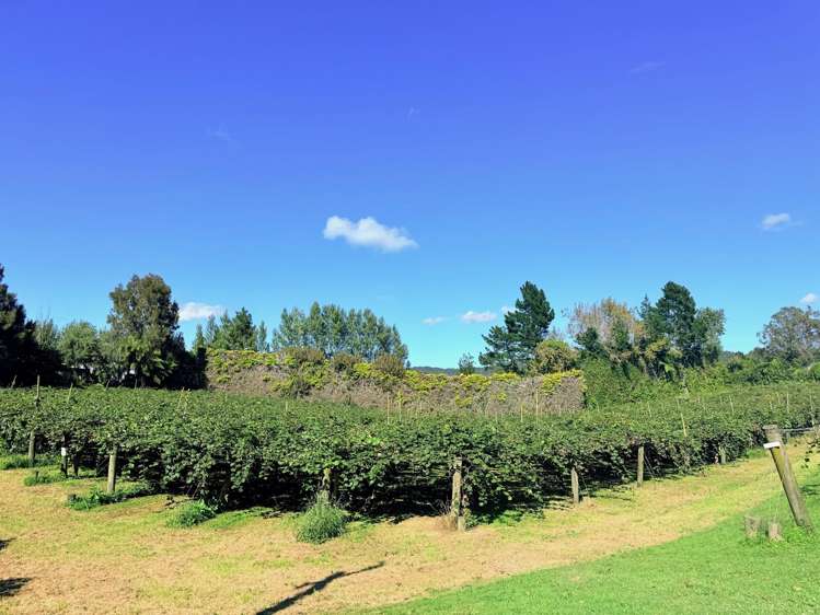 1164 No 3 Road Te Puke_29