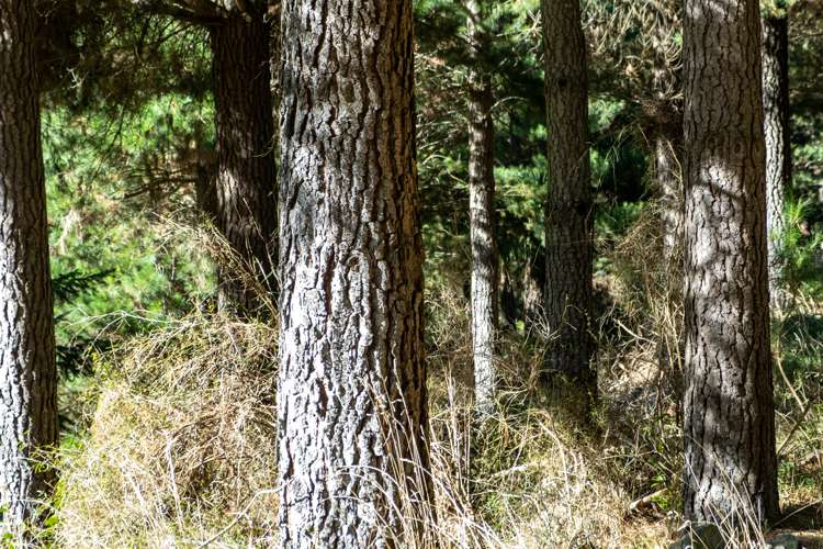 2381 Te Moana Road Kakahu_5