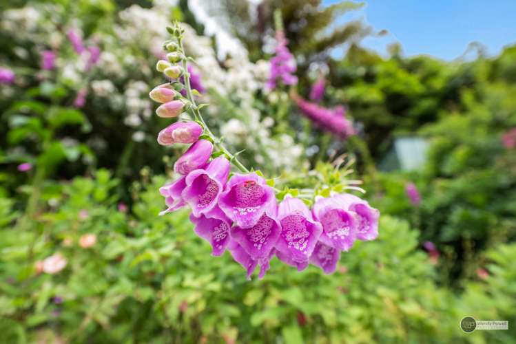 6 Puriri Street Miramar_17