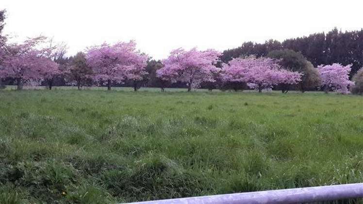 10a Brighton Grove Newstead_6