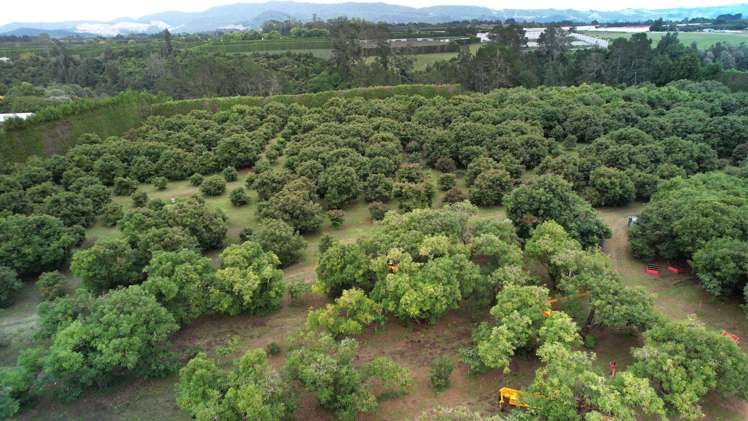 400 Te Matai Road Te Puke_6