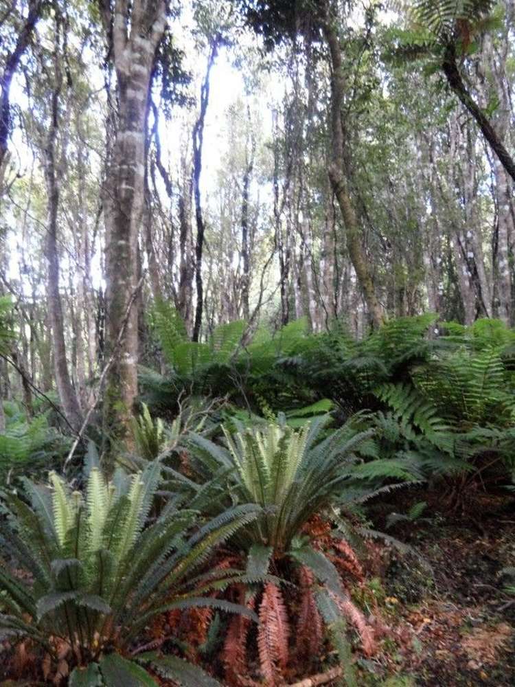 361 Back Road Stewart Island/Rakiura_5