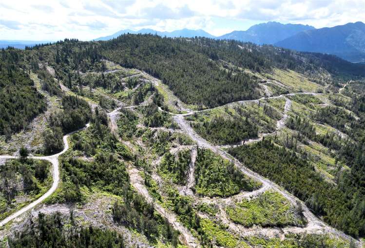 Humphreys Gully Road Hokitika_15
