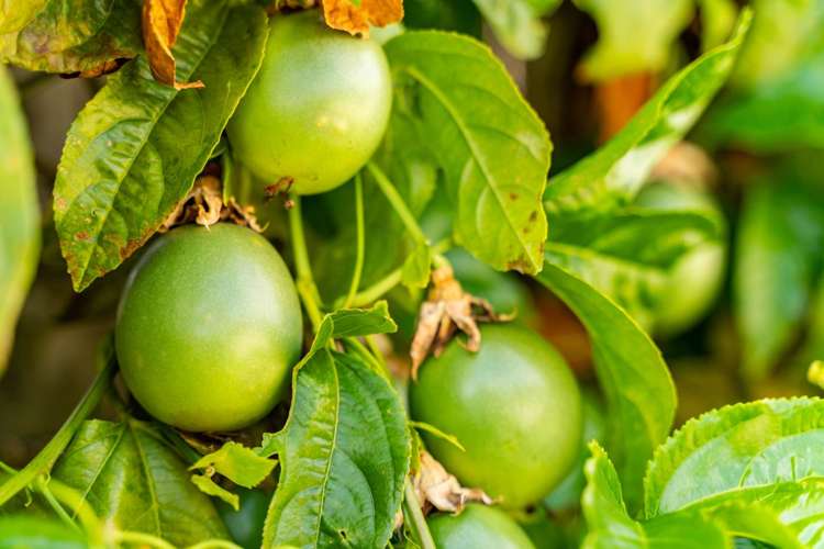 4 Weka Street Ruakaka_18