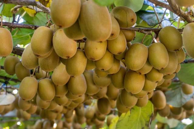 175 Busby Road Katikati_1