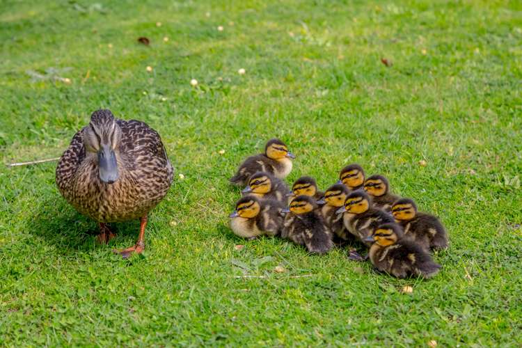 147 Cockburn Street Masterton_22