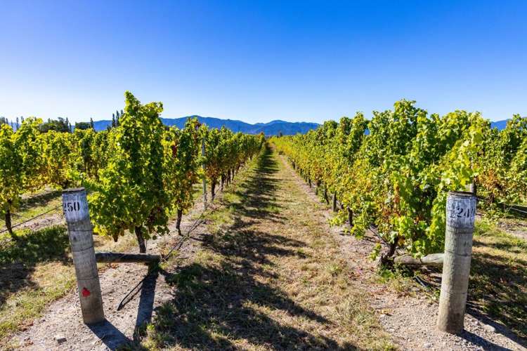 1 Wairau Plains Renwick_19