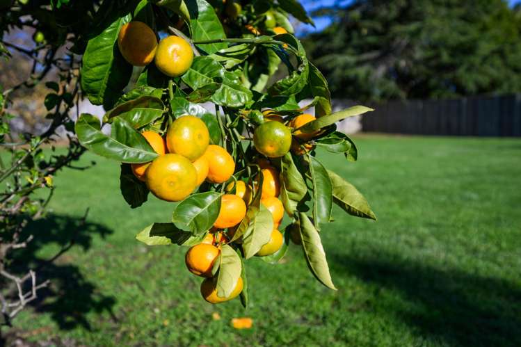 21 Queen Street Feilding_25