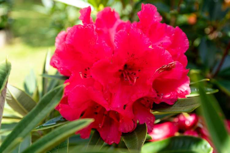 3a Waiohua Road Greenlane_27