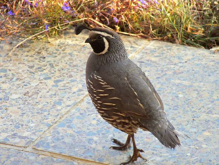 53 Kitewaho Road Swanson_48