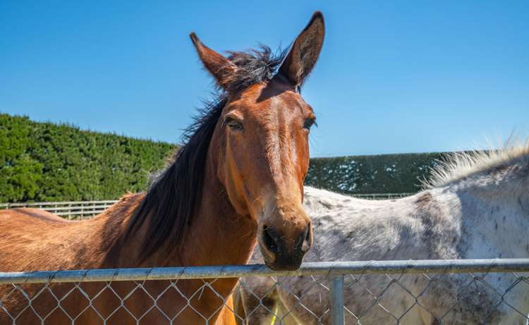 631 Burnham School Road Burnham_5