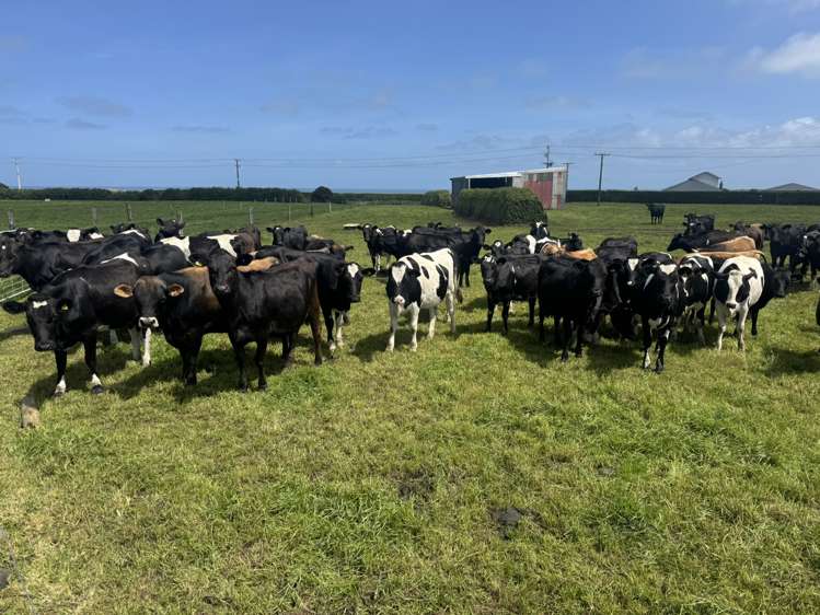 4782 South Road Opunake_2