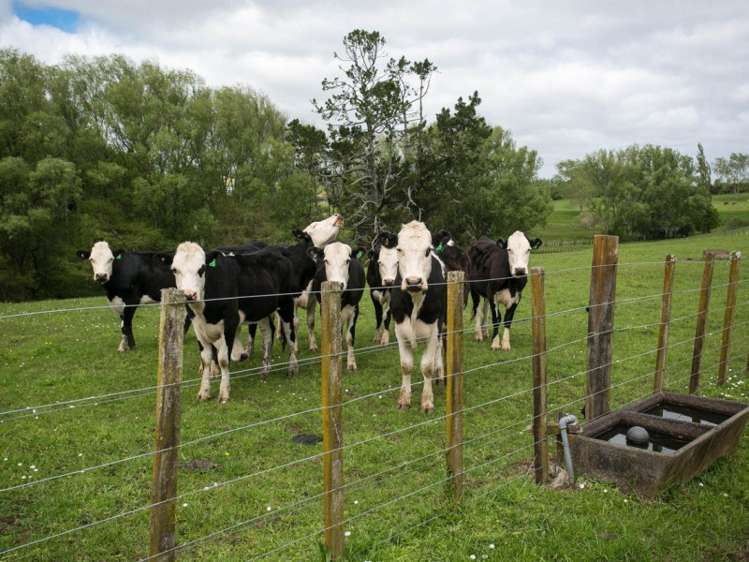 8 Laxon Road Whatawhata_7