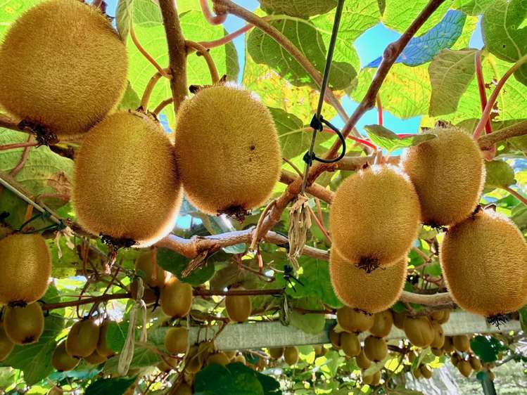 1164 No 3 Road Te Puke_26