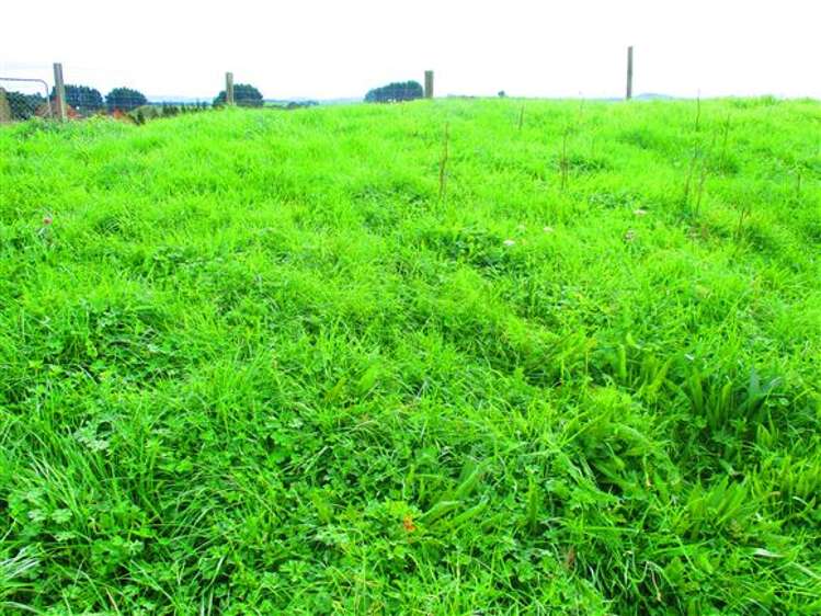 896a Glen Murray Road Rangiriri_9