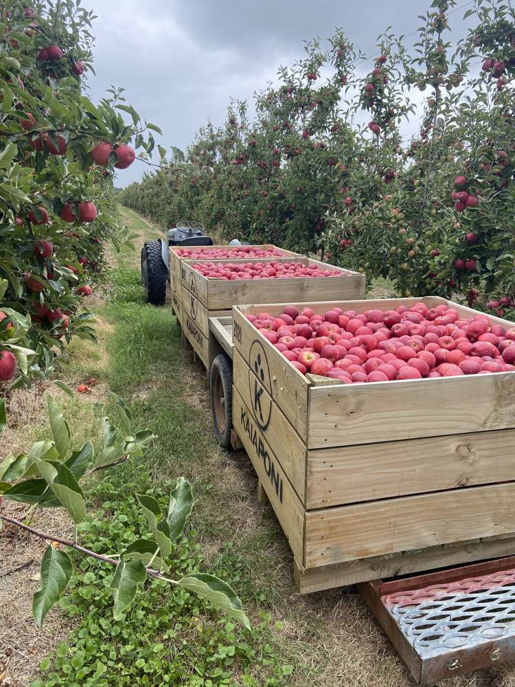 635 Awapuni Road, 160 and 153 Main Road Matawhero_20