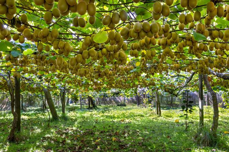 1151 Oreipunga Road Maungatautari_16