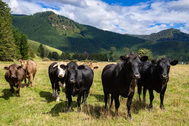 Appealing Rural Lifestyle