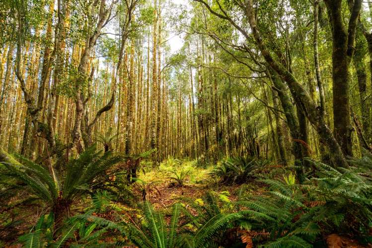 847 Lake Brunner Road Moana_18