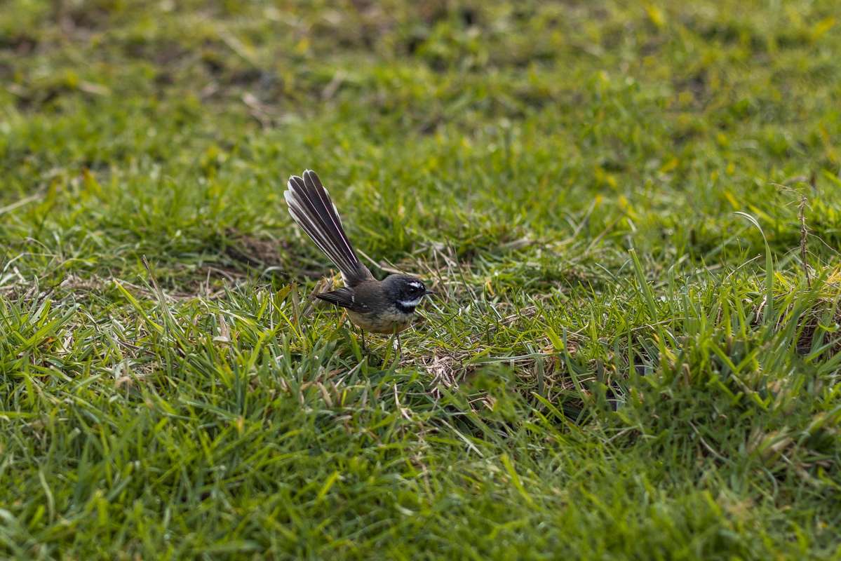 45, 49 and 51 End Farm Road_1