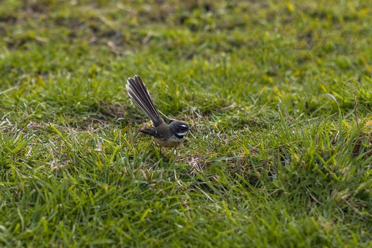 45, 49 and 51 End Farm Road Waikanae_5