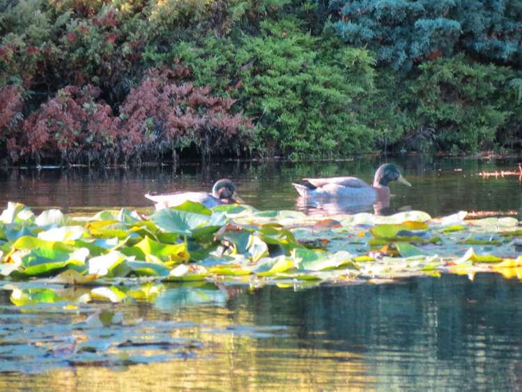 93 Motueka Quay Motueka_23