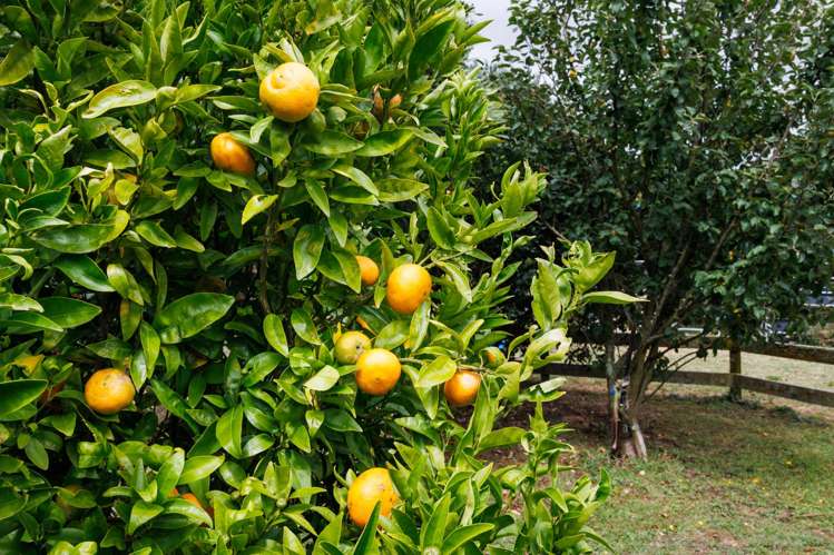 179 Watershed Road Bunnythorpe_24