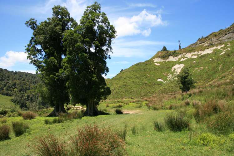 1099 Mataro Road Urenui_13