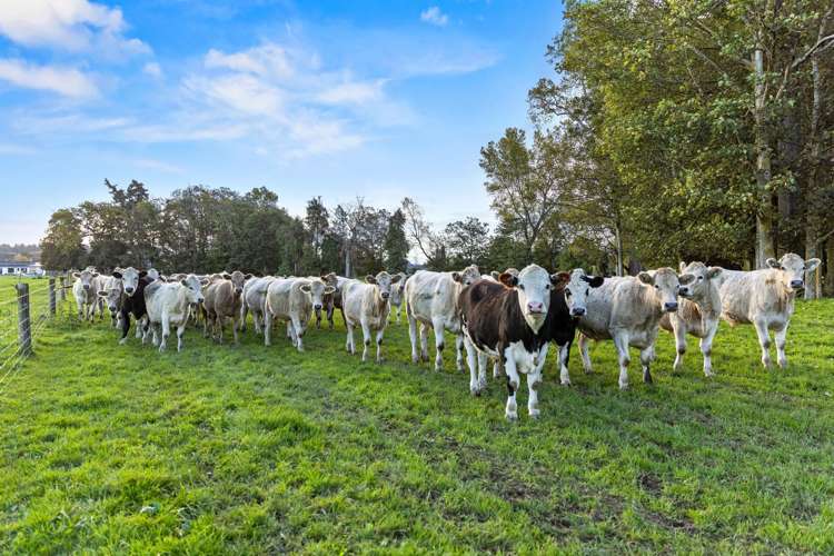 584 Orari Station Road Geraldine_33