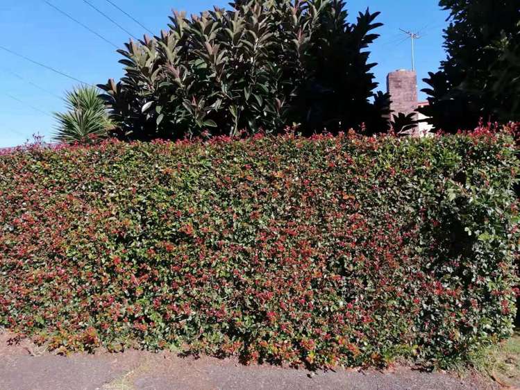 14 Knight Avenue Mount Albert_5