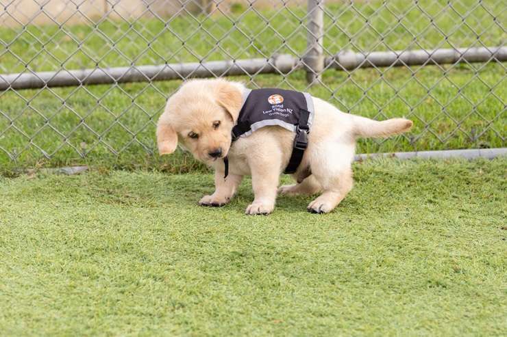 The proceeds from the sale of a two-bedroom house at 11B Monowai Street, in Mount Maunganui, Tauranga, will go towards the training of guide dogs.  Photo / Blind Low Vision NZ