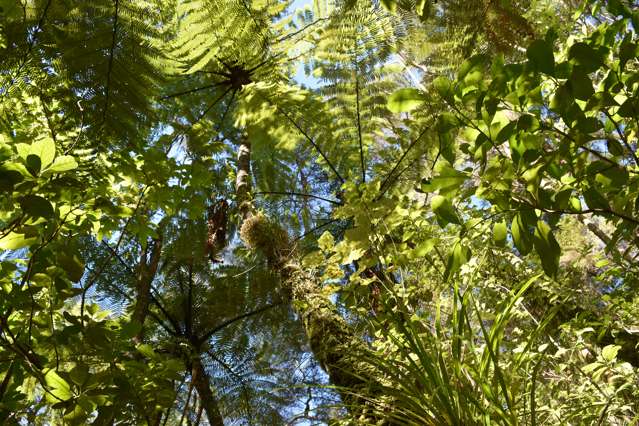 89 Bethells Road Waitakere_1