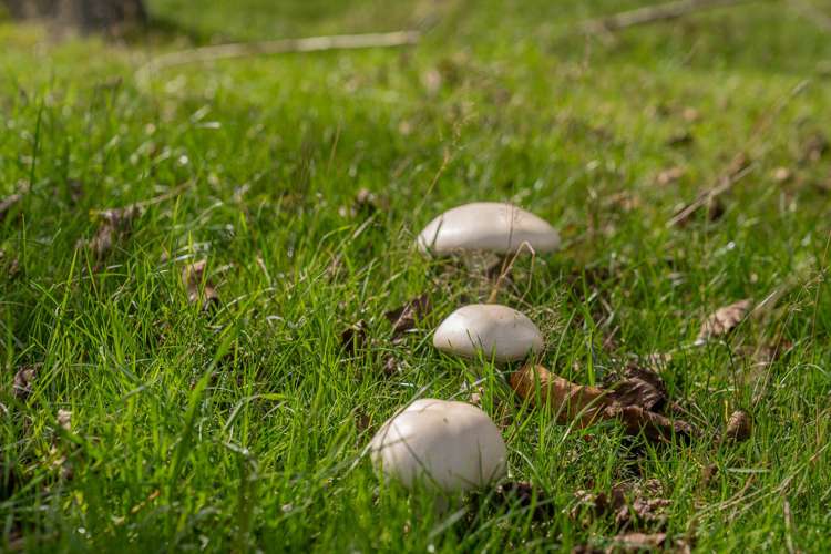 425n Boat Harbour Road Whenuakite_34