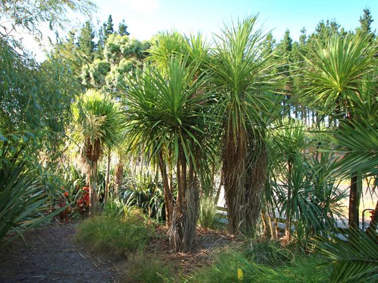 965b Reid Line East Bunnythorpe_23